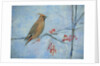 Waxwing by Ruth Addinall