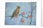 Waxwing by Ruth Addinall