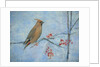 Waxwing by Ruth Addinall