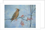Waxwing by Ruth Addinall