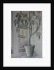 Plant in Window by Ruth Addinall