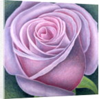 Big Rose, 2003 by Ruth Addinall