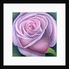 Big Rose, 2003 by Ruth Addinall
