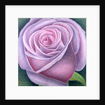 Big Rose, 2003 by Ruth Addinall