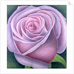 Big Rose, 2003 by Ruth Addinall