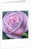 Big Rose, 2003 by Ruth Addinall