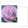Big Rose, 2003 by Ruth Addinall