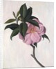 Camellia by Ruth Addinall