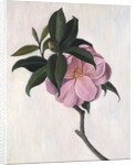 Camellia by Ruth Addinall