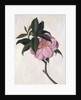Camellia by Ruth Addinall