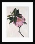 Camellia by Ruth Addinall