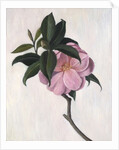 Camellia by Ruth Addinall