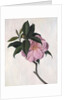 Camellia by Ruth Addinall