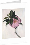 Camellia by Ruth Addinall