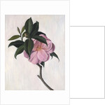 Camellia by Ruth Addinall
