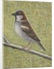 House Sparrow, 2008 by Ruth Addinall
