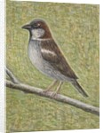 House Sparrow, 2008 by Ruth Addinall