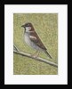 House Sparrow, 2008 by Ruth Addinall