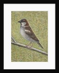 House Sparrow, 2008 by Ruth Addinall