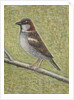 House Sparrow, 2008 by Ruth Addinall