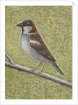House Sparrow, 2008 by Ruth Addinall