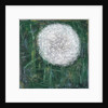 Dandelion Head, 2008 by Ruth Addinall