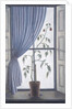 Plant in Window, 2003 by Ruth Addinall