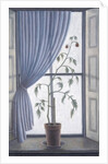 Plant in Window, 2003 by Ruth Addinall