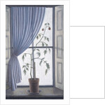 Plant in Window, 2003 by Ruth Addinall