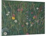 Plants of the Machair, 2008 by Ruth Addinall