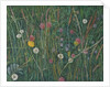 Plants of the Machair, 2008 by Ruth Addinall