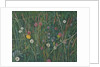Plants of the Machair, 2008 by Ruth Addinall