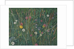Plants of the Machair, 2008 by Ruth Addinall