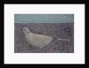 I am the Collared Dove, 2016 by Ruth Addinall