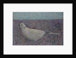 I am the Collared Dove, 2016 by Ruth Addinall