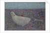 I am the Collared Dove, 2016 by Ruth Addinall