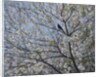 Blackbird Singing in Cherry Blossom by Ruth Addinall