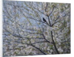 Blackbird Singing in Cherry Blossom by Ruth Addinall