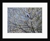 Blackbird Singing in Cherry Blossom by Ruth Addinall
