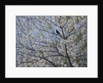 Blackbird Singing in Cherry Blossom by Ruth Addinall