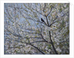 Blackbird Singing in Cherry Blossom by Ruth Addinall