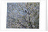 Blackbird Singing in Cherry Blossom by Ruth Addinall