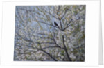 Blackbird Singing in Cherry Blossom by Ruth Addinall
