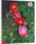 Poppies, 2009 by Ruth Addinall