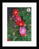Poppies, 2009 by Ruth Addinall