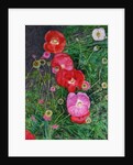 Poppies, 2009 by Ruth Addinall