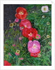 Poppies, 2009 by Ruth Addinall