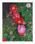 Poppies, 2009 by Ruth Addinall