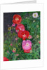 Poppies, 2009 by Ruth Addinall