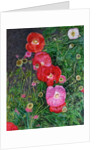 Poppies, 2009 by Ruth Addinall
